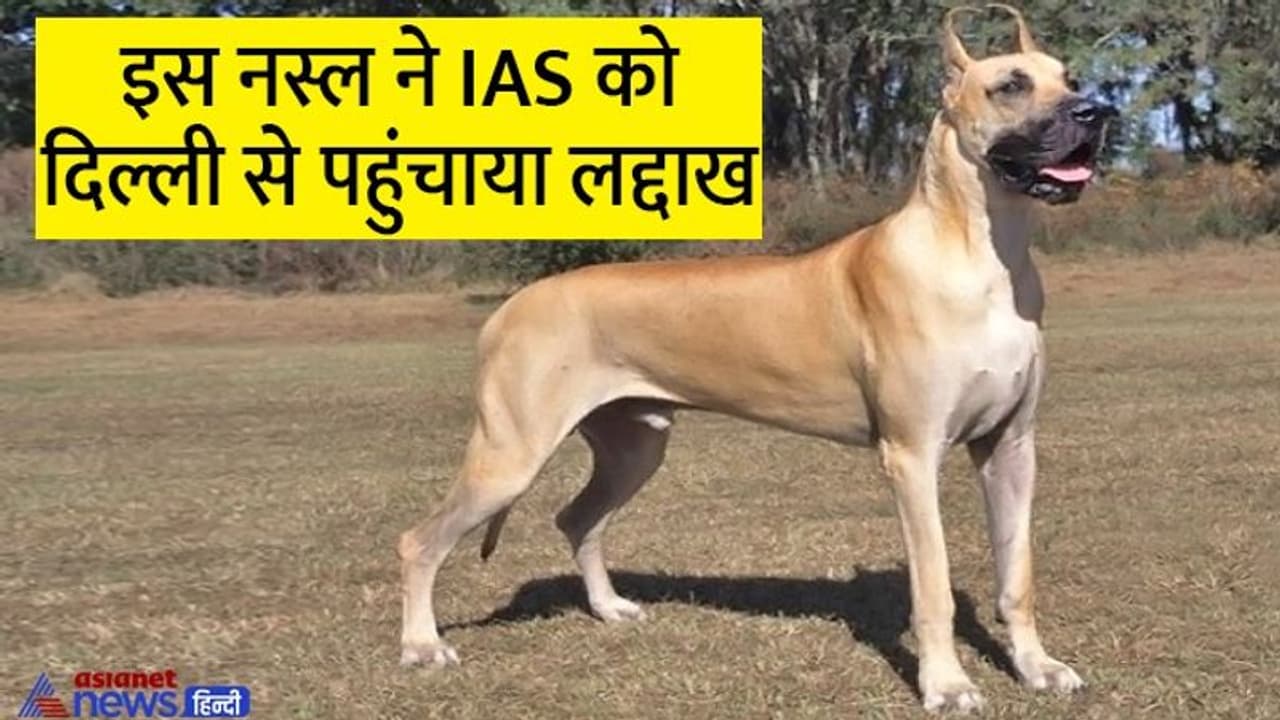 जिस कुत्ते को स्टेडियम में टहलाते थे IAS दंपति, उसकी नस्ल बेहद खतरनाक, हाइट डाइट और रेट सुनकर चाैंक जाएंगे आप जिस कुत्ते को स्टेडियम में टहलाते थे IAS दंपति, उसकी नस्ल बेहद खतरनाक, हाइट डाइट और रेट सुनकर चाैंक जाएंगे आप