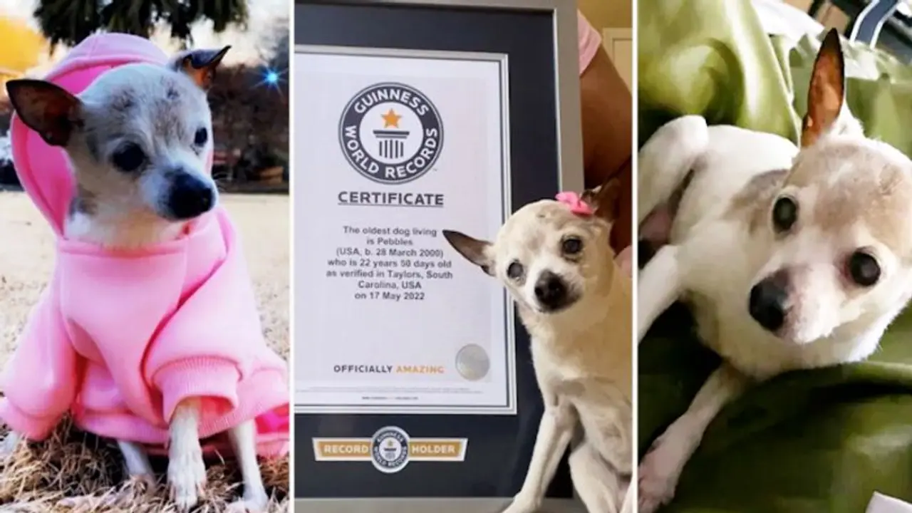 Meet Pebbles, world’s oldest living dog