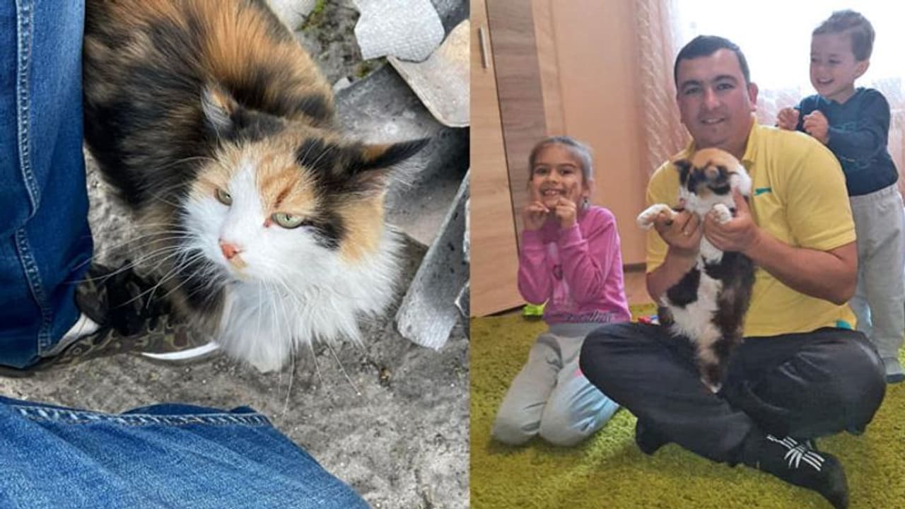 युद्ध के बीच खुशी की तलाश, डरकर कहीं चली गई थी ये बिल्ली, जब घर लौटी तो इमोशनल हो गई फैमिली