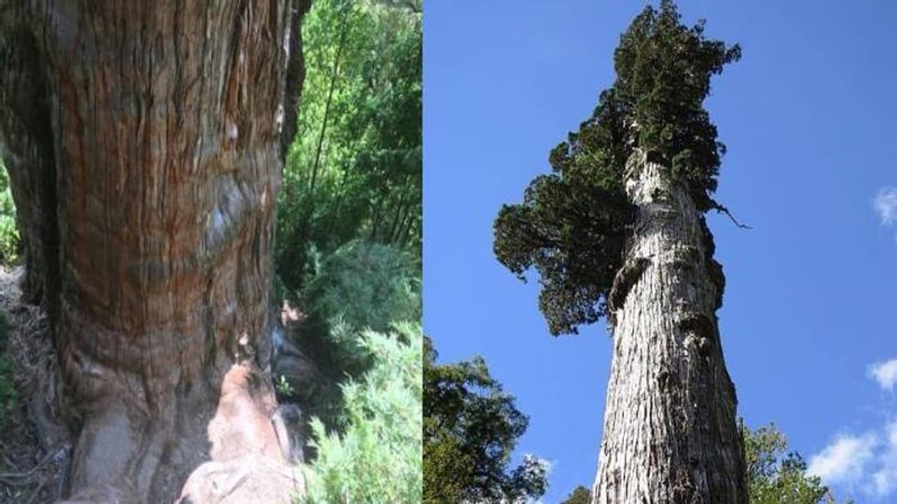 ലോകത്തിലെ ഏറ്റവും പഴക്കം ചെന്ന മരം എവിടെയാണ്? 5000 വർഷത്തിലധികം പ്രായമുള്ള ഈ മരമേത്? ലോകത്തിലെ ഏറ്റവും പഴക്കം ചെന്ന മരം എവിടെയാണ്? 5000 വർഷത്തിലധികം പ്രായമുള്ള ഈ മരമേത്?