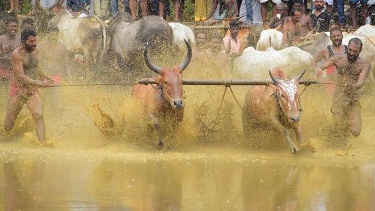 LSD से देशभर में 67 हजार पशुओं की गई महीने भर में जान, 8 राज्यों में मचा है हाहाकार LSD से देशभर में 67 हजार पशुओं की गई महीने भर में जान, 8 राज्यों में मचा है हाहाकार