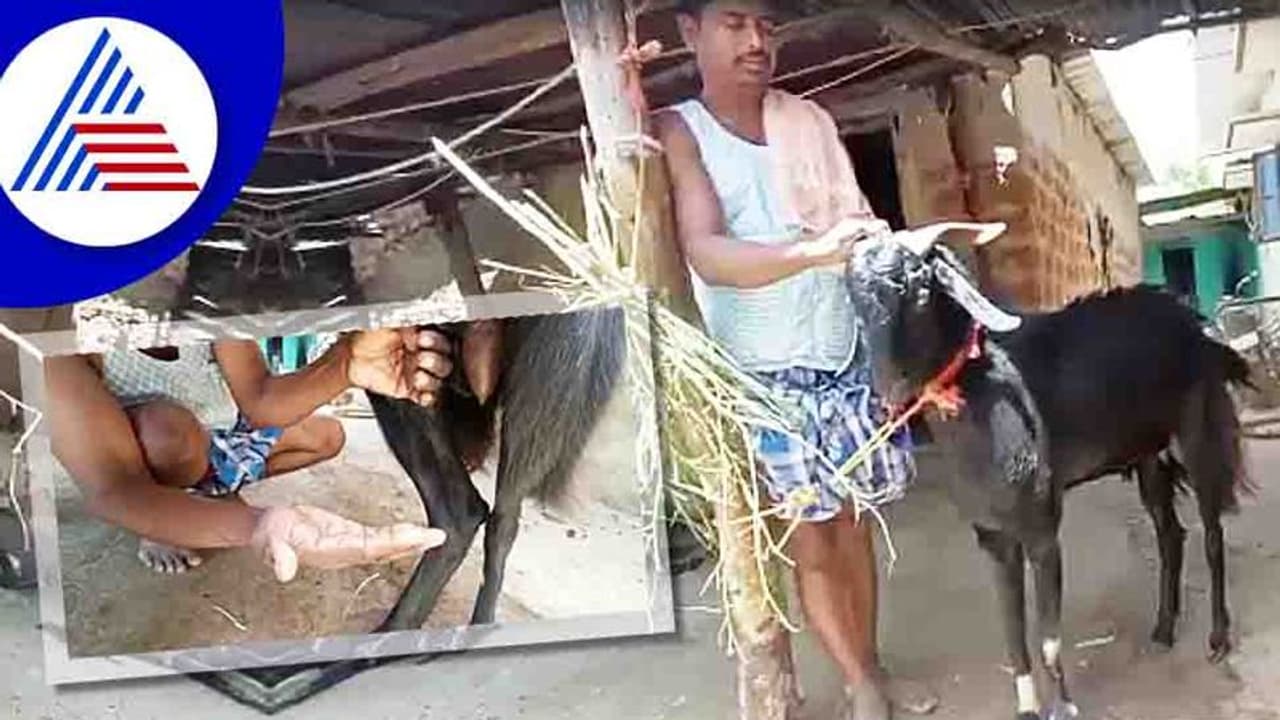 Haveriಯಲ್ಲಿ ಹಾಲು ಕೊಡೋ ಗಂಡು ಮೇಕೆ! Haveriಯಲ್ಲಿ ಹಾಲು ಕೊಡೋ ಗಂಡು ಮೇಕೆ!