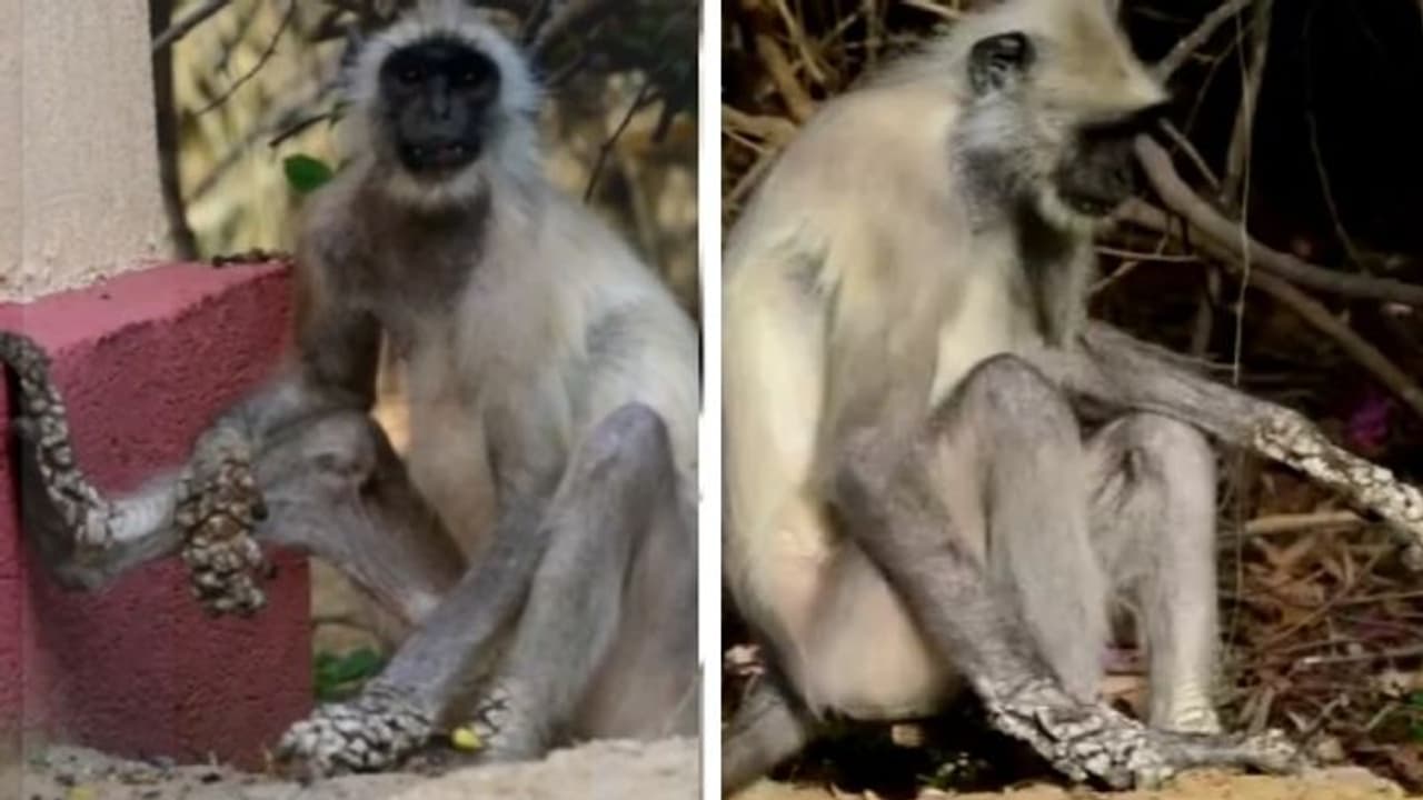 राजस्थान में बंदरों को रहस्यमय बीमारी: धीरे धीरे पत्थर के बनते जा रहे बंदर, डॉक्टरों ने जो वजह बताई वह शॉकिंग राजस्थान में बंदरों को रहस्यमय बीमारी: धीरे धीरे पत्थर के बनते जा रहे बंदर, डॉक्टरों ने जो वजह बताई वह शॉकिंग