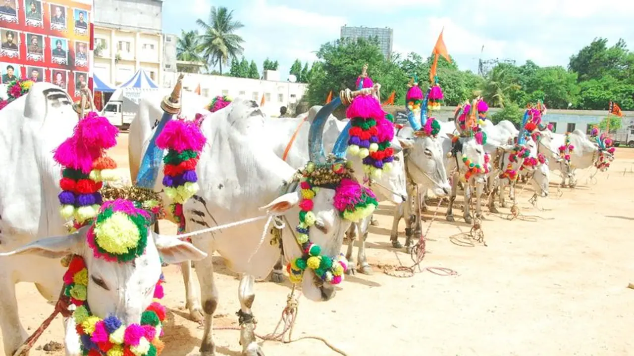ಚಿತ್ರದುರ್ಗ: ಎಲ್ಲರ ಗಮ‌ನ ಸೆಳೆದ ದೇಸಿ ತಳಿ ಗೋವುಗಳ ಪ್ರದರ್ಶನ