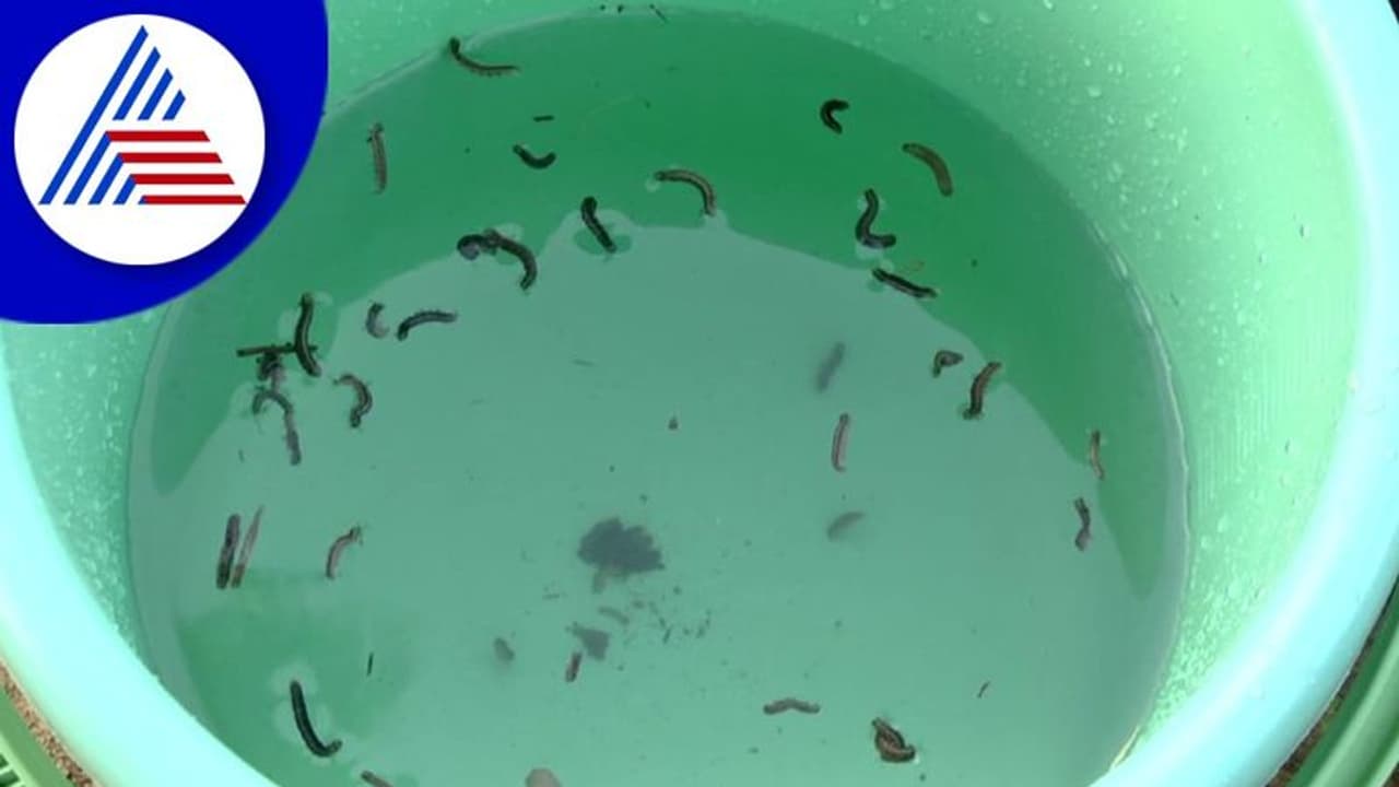 Karwar: ಹೊಲಗಳಿಗಾಯ್ತು, ಇದೀಗ ಗ್ರಾಮಗಳಿಗೆ ಹುಳದ ಕಾಟ: ಆತಂಕದಲ್ಲಿರುವ ಗ್ರಾಮಸ್ಥರು!