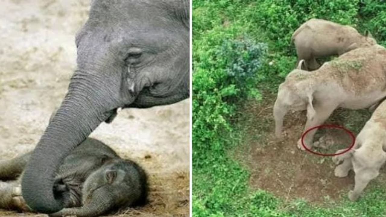 இறந்த குட்டி யானையை தூக்கிக்கொண்டு பாசத்தோடு சுற்றிய காட்டு யானை..! அச்சத்தில் பொதுமக்கள்