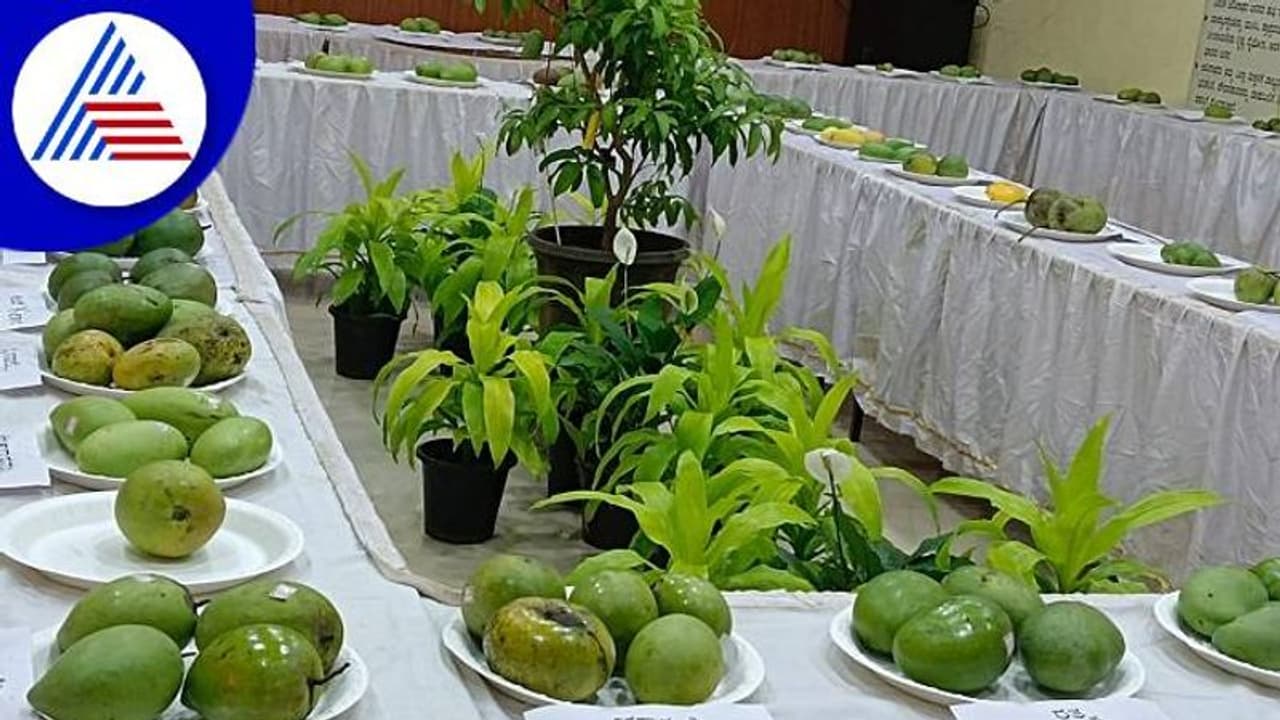 ಬಳ್ಳಾರಿಯಲ್ಲಿ ಮೊದಲ ಬಾರಿಗೆ ಮಾವು ಮೇಳ: ಎಲ್ಲೆಲ್ಲೂ ಹಣ್ಣಿನ ರಾಜನದ್ದೇ ದರ್ಬಾರ್‌..!