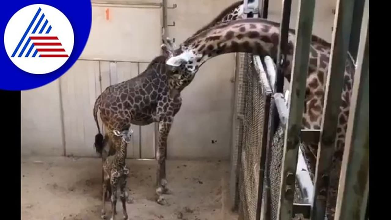 ಮಗುವ ನೋಡಿ ಖುಷಿಯಾದ ತಂದೆ ಜಿರಾಫೆ : ವಿಡಿಯೋ ವೈರಲ್