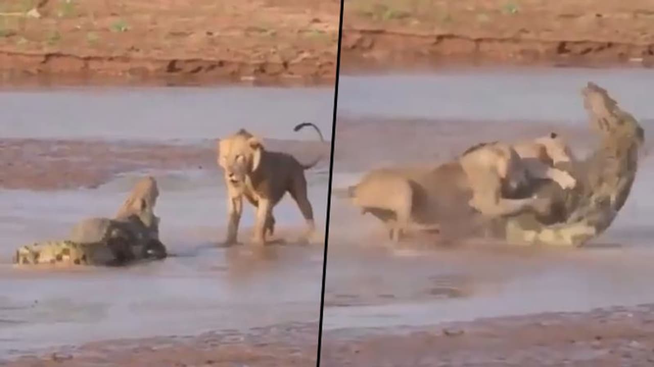 Watch hungry lions encircle the crocodile; check out what happens next