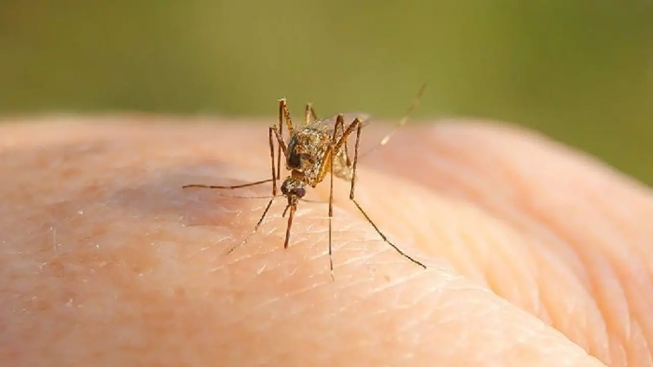 കോഴിക്കോട് വെസ്റ്റ് നൈല്‍ പനി ജാഗ്രത; രോഗം സ്ഥിരീകരിച്ചത് 10 പേര്‍ക്ക്, 5 പേർ രോഗ മുക്തരായി