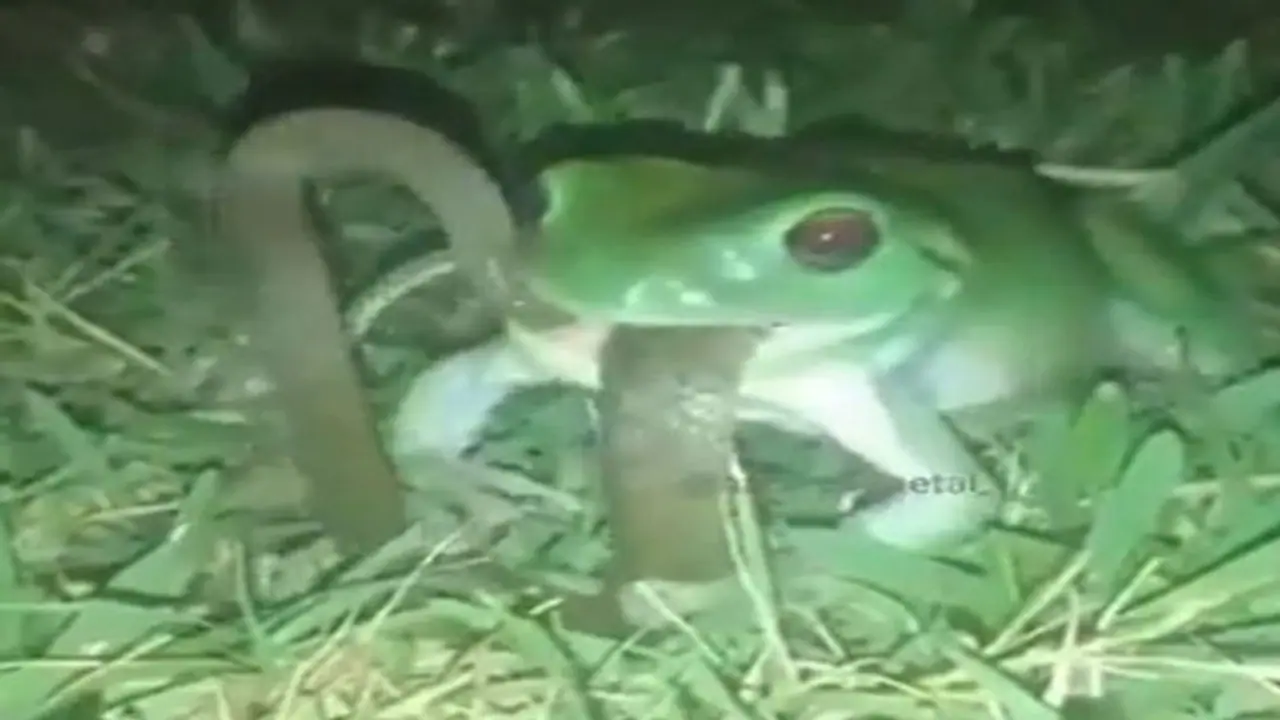 'ये कलयुग है भाई..' यहां मेंढक ने कर लिया सांप का शिकार, वायरल हुआ निगलते हुए वीडियो 'ये कलयुग है भाई..' यहां मेंढक ने कर लिया सांप का शिकार, वायरल हुआ निगलते हुए वीडियो