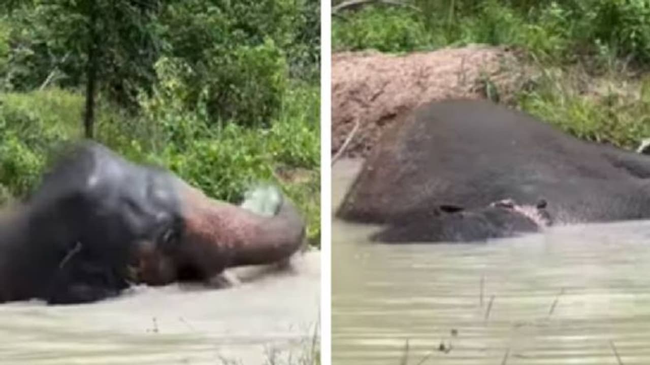 എട്ടുവർഷത്തെ ഏകാന്തജീവിതത്തിന് ശേഷം കംബോഡിയയിലെത്തിയ കാവൻ, പുതിയ വീഡിയോ വൈറൽ
