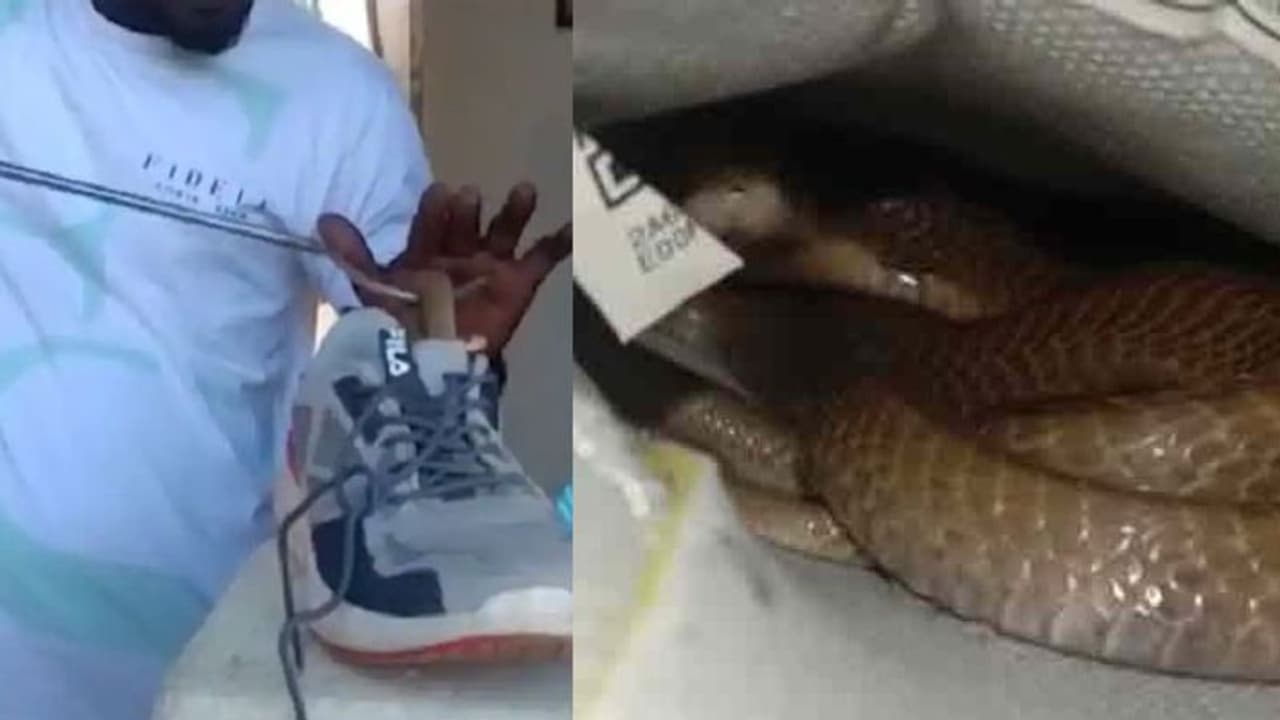 ‘ஷூ’வுக்குள் படுத்திருந்த நல்லபாம்பு.. நொடியில் உயிர் தப்பிய இளைஞர்..! ‘ஷூ’வுக்குள் படுத்திருந்த நல்லபாம்பு.. நொடியில் உயிர் தப்பிய இளைஞர்..!