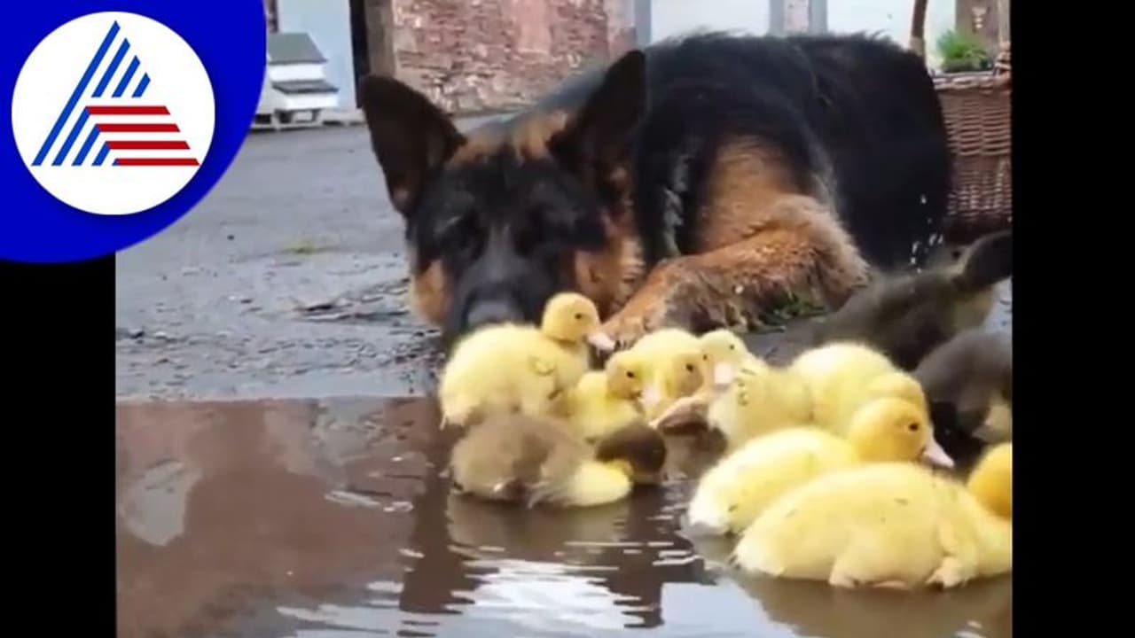 ಪುಟ್ಟ ಬಾತುಕೋಳಿಗಳ ಕಾಯುವ ಜರ್ಮನ್ ಶೆಫರ್ಡ್: ವಿಡಿಯೋ ವೈರಲ್