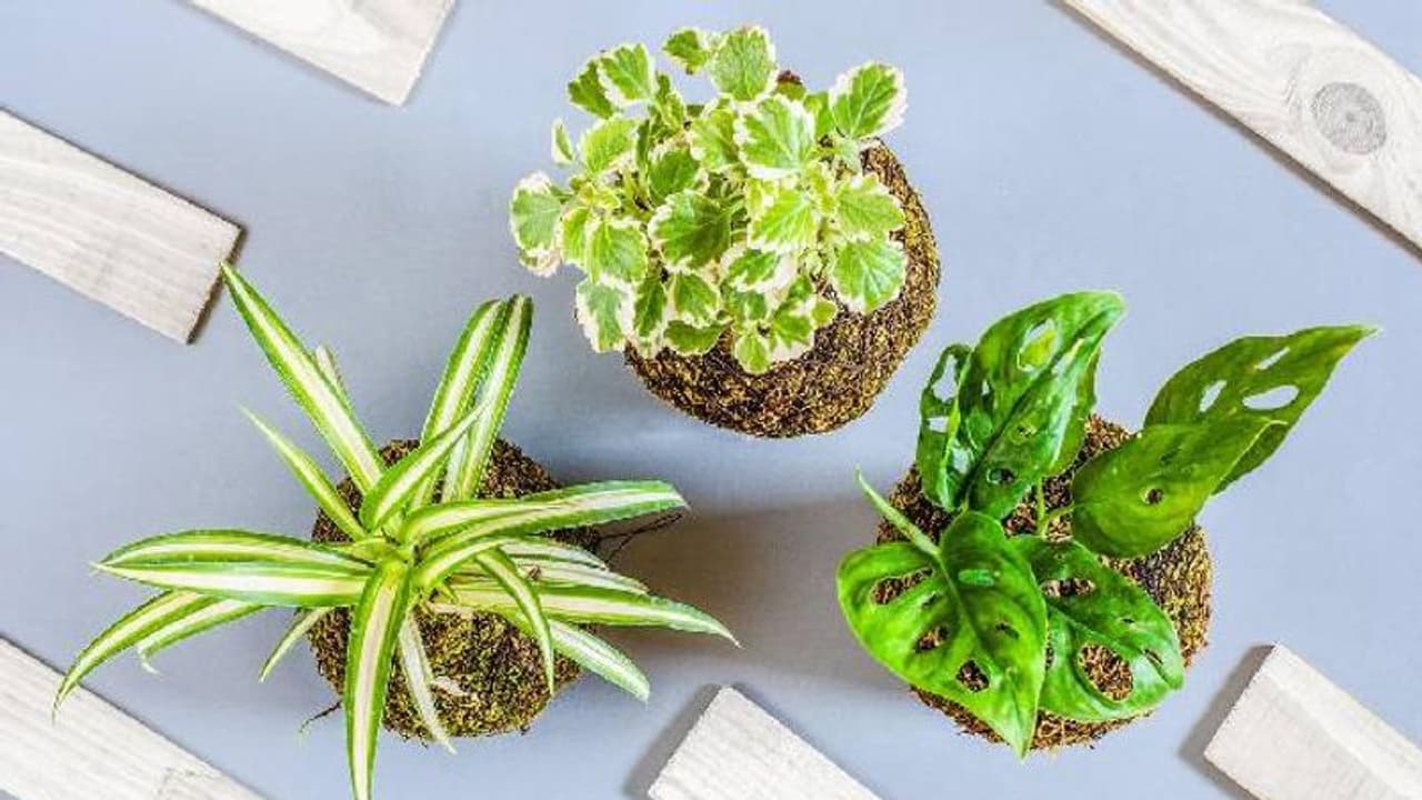 പാത്രത്തിൽ ചെടി വച്ച് മടുത്തോ? ഇൻഡോർ പ്ലാന്റിനായി മനോഹരമായ കൊക്കഡാമ തയ്യാറാക്കാം