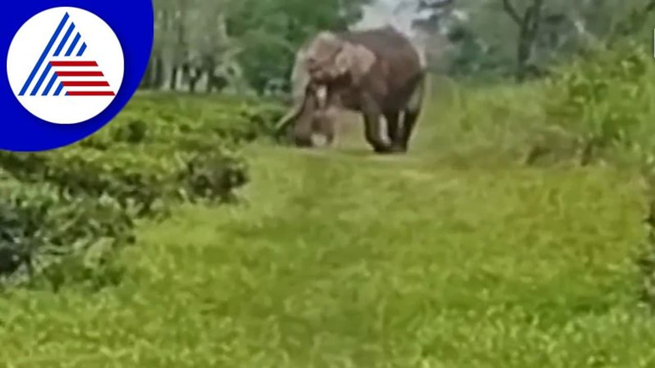 ಮೃತ ಮರಿಯನ್ನು ಹೋದಲೆಲ್ಲಾ ಎತ್ತಿಕೊಂಡು ಹೋಗುತ್ತಿರುವ ತಾಯಿ ಆನೆ: ವಿಡಿಯೋ