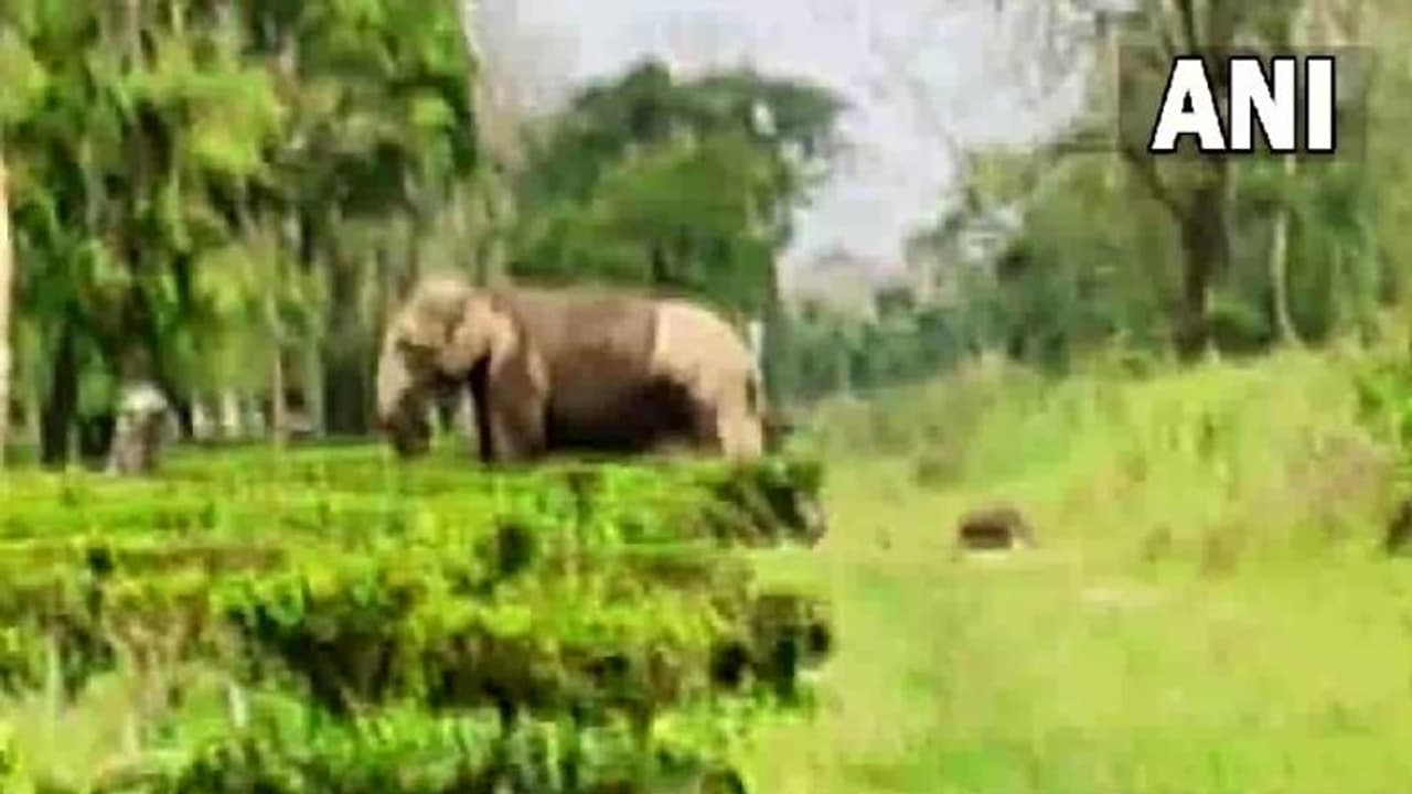 കുഞ്ഞിന്‍റെ ജഡം വാരിയെടുത്ത് കൊണ്ടുപോകുന്ന അമ്മയാന; വീഡിയോ