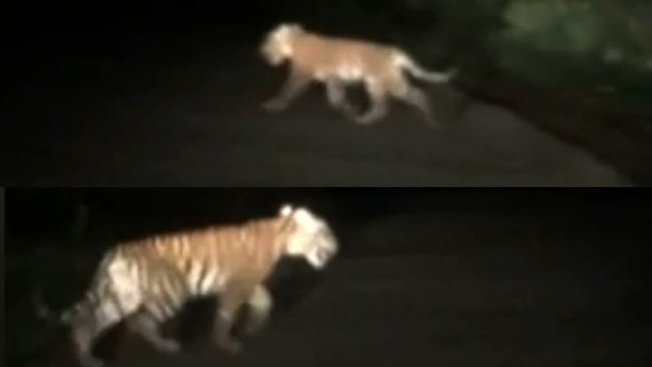 വയനാട്ടിൽ ജനവാസ മേഖലയിൽ വീണ്ടും കടുവാ സാന്നിധ്യം