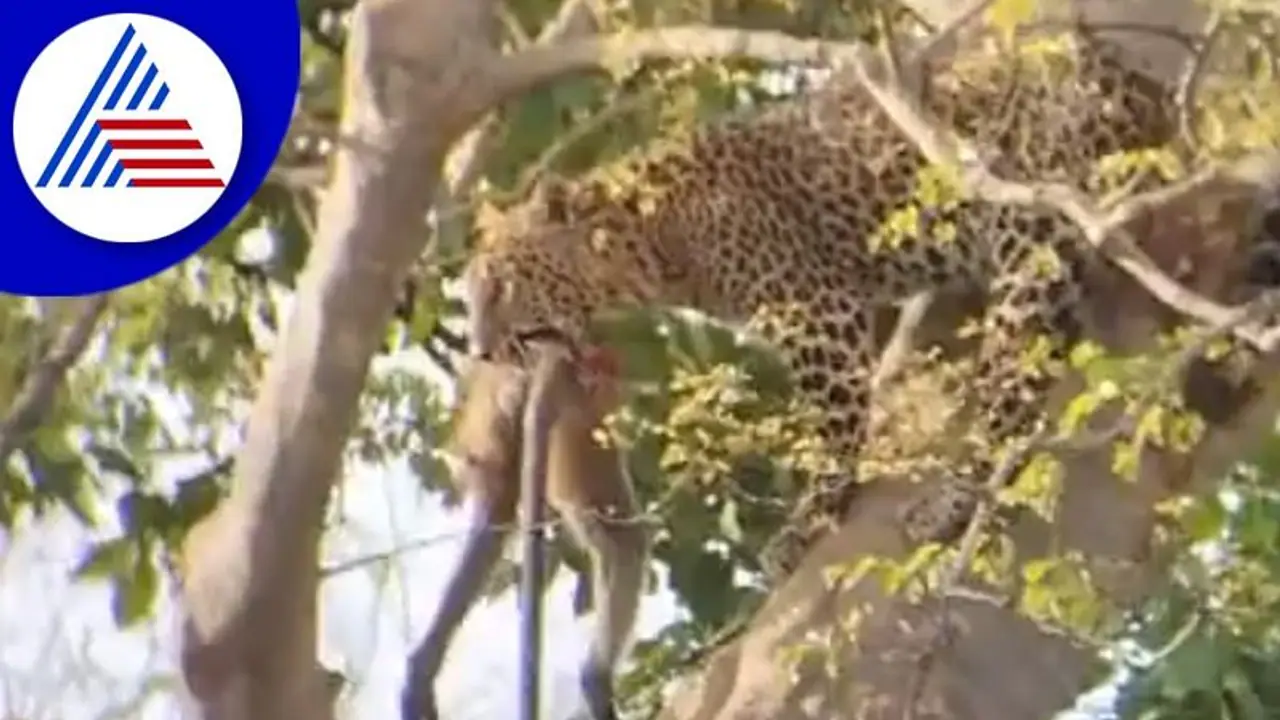 ಮರವೇರಿ ಕೋತಿಯ ಬೇಟೆಯಾಡಿದ ಚಿರತೆ: ರೋಚಕ ವಿಡಿಯೋ ವೈರಲ್