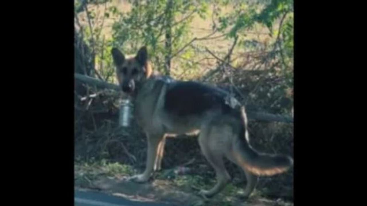Viral Video : അച്ഛന് ഉച്ച ഭക്ഷണം നൽകാനായി ഓഫീസിലേക്ക് നടക്കുന്ന വളര്‍ത്തുനായ; വെെറലായി വീഡിയോ