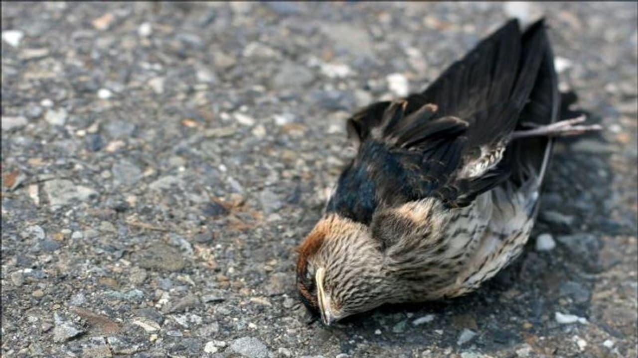 इस गांव से गुजरते ही चिड़ियों की हो जाती है मौत, 3 महीने ज्यादा खतरनाक, वैज्ञानिक भी नहीं सुलझा सके रहस्य इस गांव से गुजरते ही चिड़ियों की हो जाती है मौत, 3 महीने ज्यादा खतरनाक, वैज्ञानिक भी नहीं सुलझा सके रहस्य