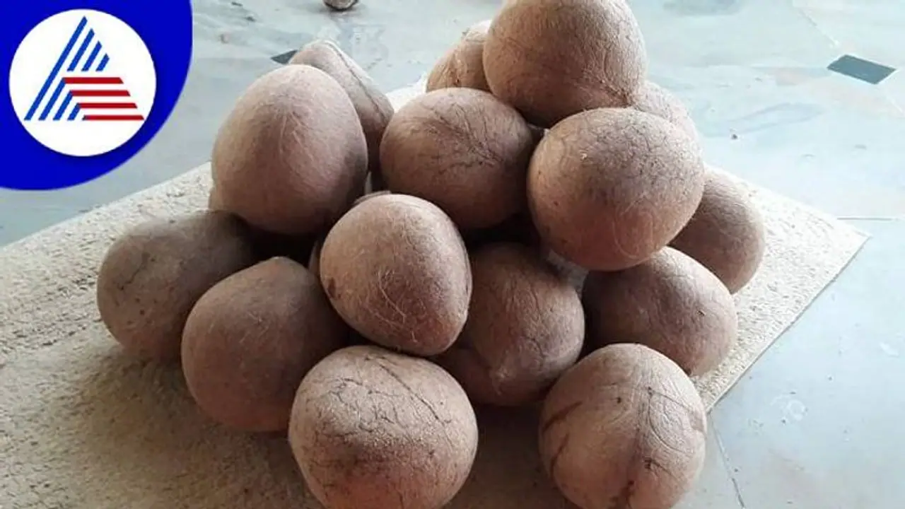 ತುಮಕೂರು: ಕೊಬ್ಬರಿ ಬೆಲೆ ಕುಸಿತ: ಆತಂಕದಲ್ಲಿ ತೆಂಗು ಬೆಳೆಗಾರರು