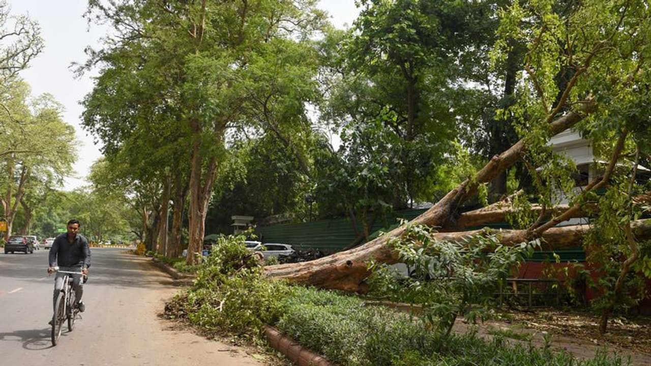 హైదరాబాద్ వర్షాలు : ఎమ్మెల్యే కాలనీలో కూలిన భారీ చెట్టు, కరెంట్ స్తంభం.. 