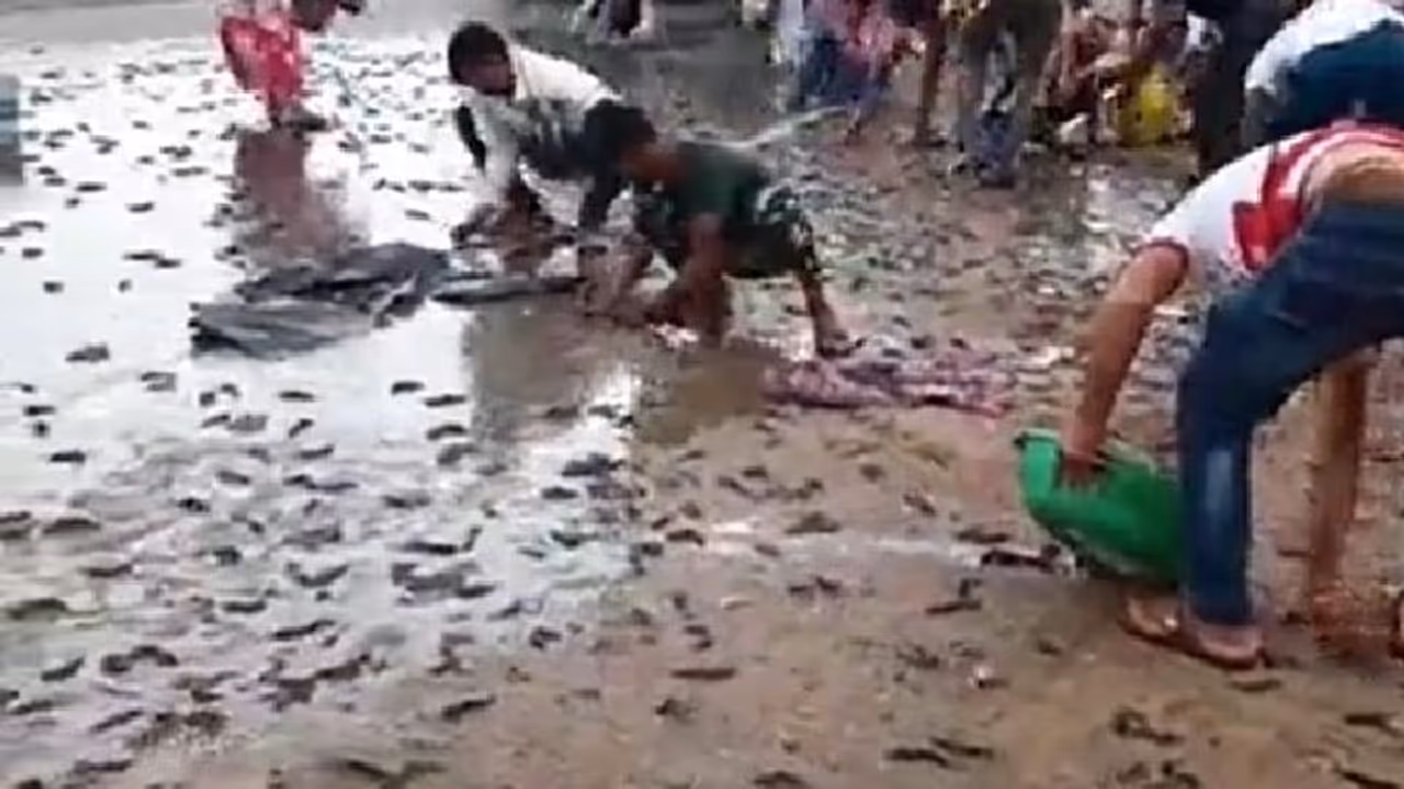 മീന്‍ ലോറി മറിഞ്ഞതിന് പിന്നാലെ മീനിന് വേണ്ടി റോഡില്‍ പരക്കംപാച്ചില്‍; വീഡിയോ