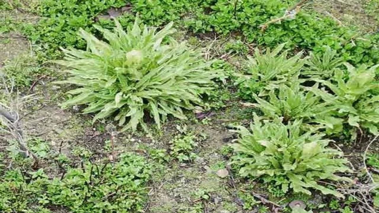 केदारनाथ धाम में समय से पहले ही खिल गया बाबा का सर्वाधिक प्रिय बह्मकमल, जानिए क्या हैं मायने