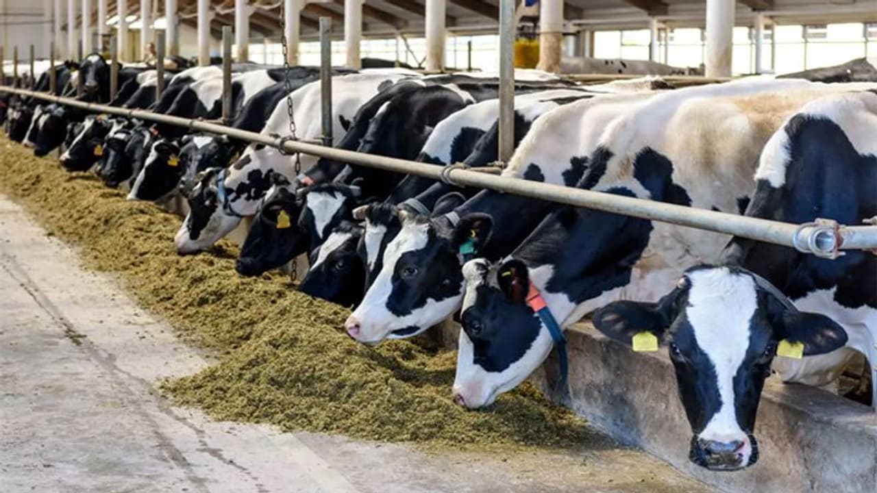 സർക്കാർ ഗോശാലയിലെ 17 പശുക്കളെ അറുത്ത് കൊലപ്പെടുത്തിയ നിലയിൽ, അന്വേഷണം തുടങ്ങി പൊലീസ് സർക്കാർ ഗോശാലയിലെ 17 പശുക്കളെ അറുത്ത് കൊലപ്പെടുത്തിയ നിലയിൽ, അന്വേഷണം തുടങ്ങി പൊലീസ്