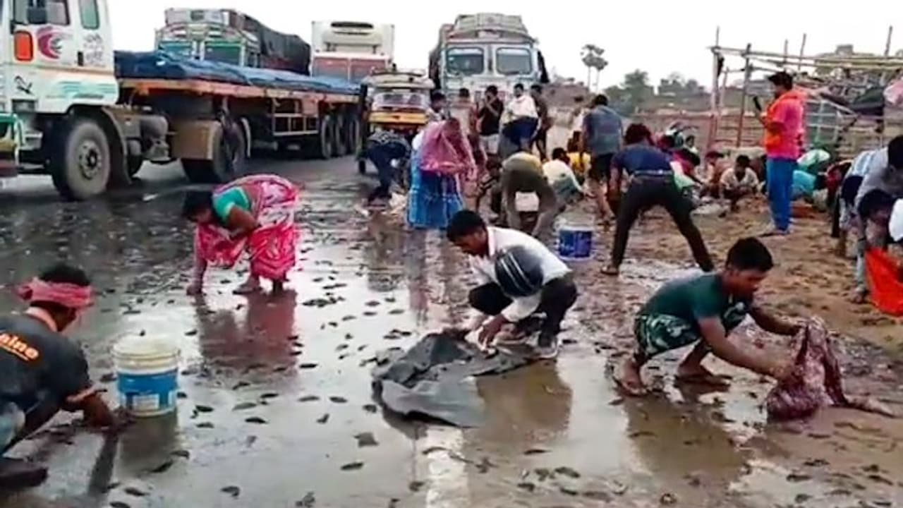 Watch: People loot fishes as truck overturns in Bihar