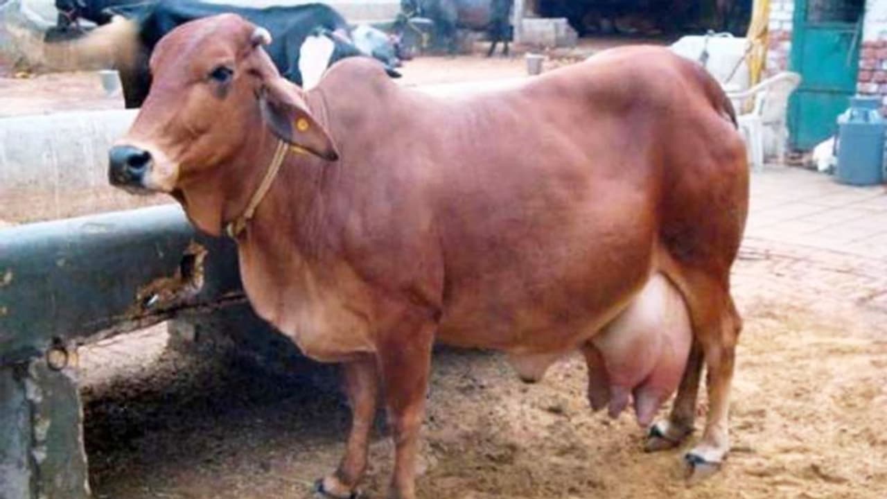 ಮಲಗಿದ್ದ ಹಸುಗಳ ಕೆಚ್ಚಲು ಕೊಯ್ದ ಕಿಡಿಗೇಡಿಗಳು, ಬೆಂಗಳೂರಿನಲ್ಲಿ ಅಮಾನವೀಯ ಕೃತ್ಯ! ಮಲಗಿದ್ದ ಹಸುಗಳ ಕೆಚ್ಚಲು ಕೊಯ್ದ ಕಿಡಿಗೇಡಿಗಳು, ಬೆಂಗಳೂರಿನಲ್ಲಿ ಅಮಾನವೀಯ ಕೃತ್ಯ!