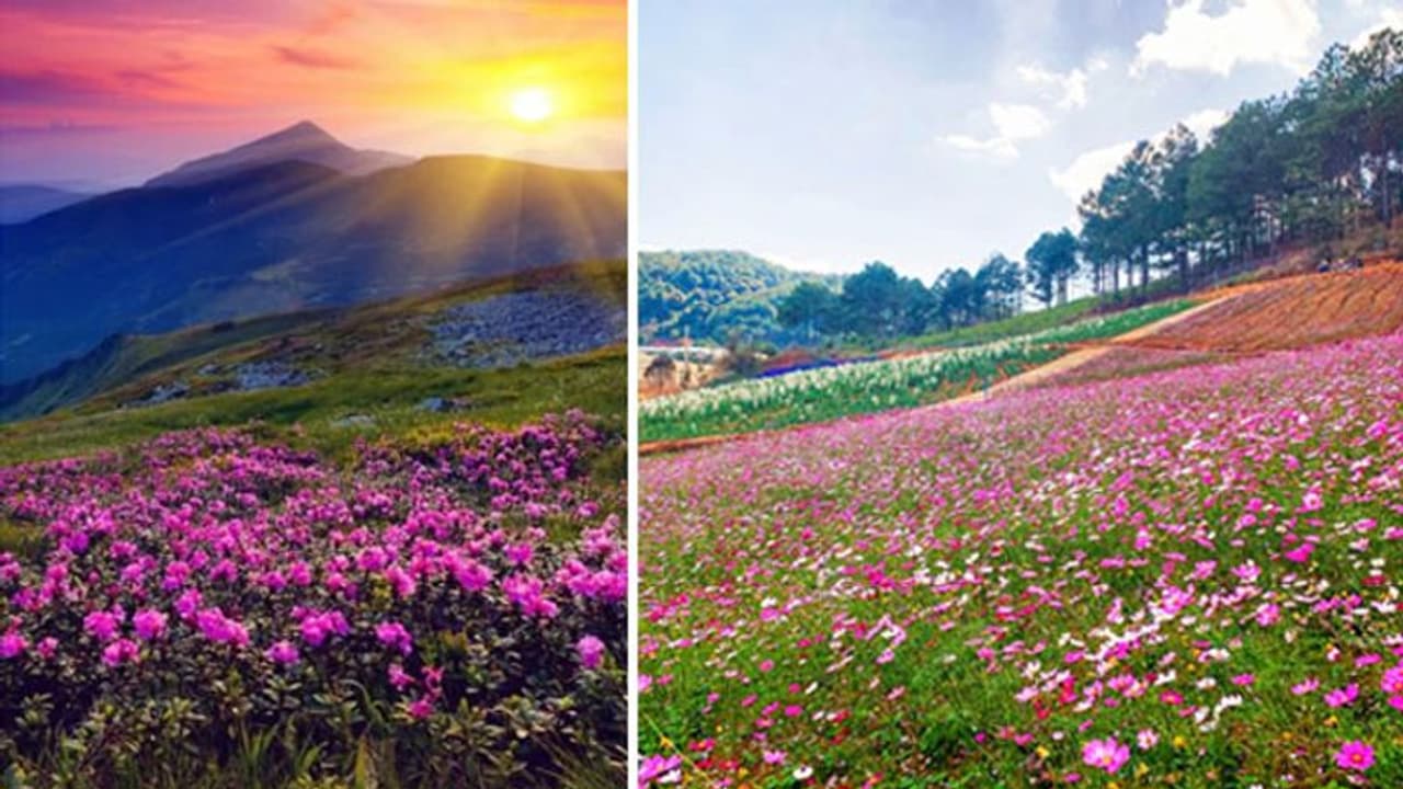 जहां हनुमानजी को मिली थी संजीवनी बूटी, वो हेरिटेज साइट फूलों की घाटी आज से पर्यटकों के लिए ओपन जहां हनुमानजी को मिली थी संजीवनी बूटी, वो हेरिटेज साइट फूलों की घाटी आज से पर्यटकों के लिए ओपन