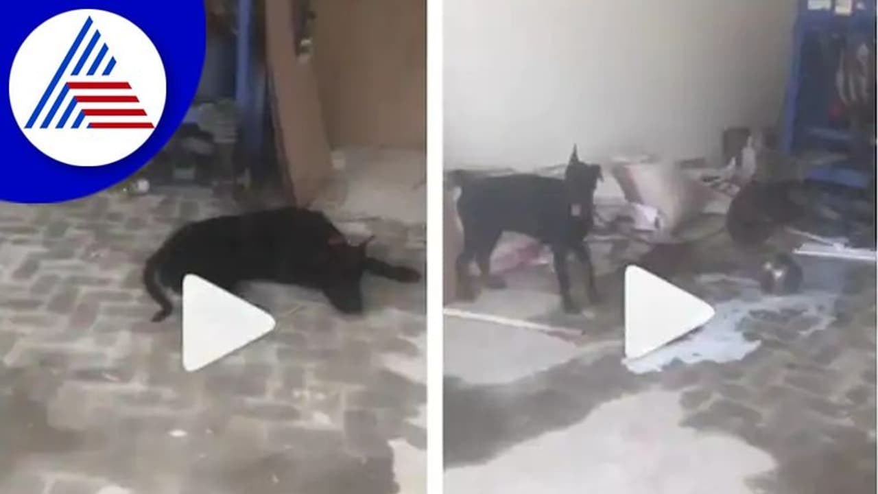 ಮಾಲೀಕನ ಸಾವಿನಿಂದ ಆಘಾತಕ್ಕೀಡಾದ ಶ್ವಾನ: ಆಹಾರ ತಿನ್ನದ ಸಿಧು ಮೂಸೆವಾಲಾ ನಾಯಿ