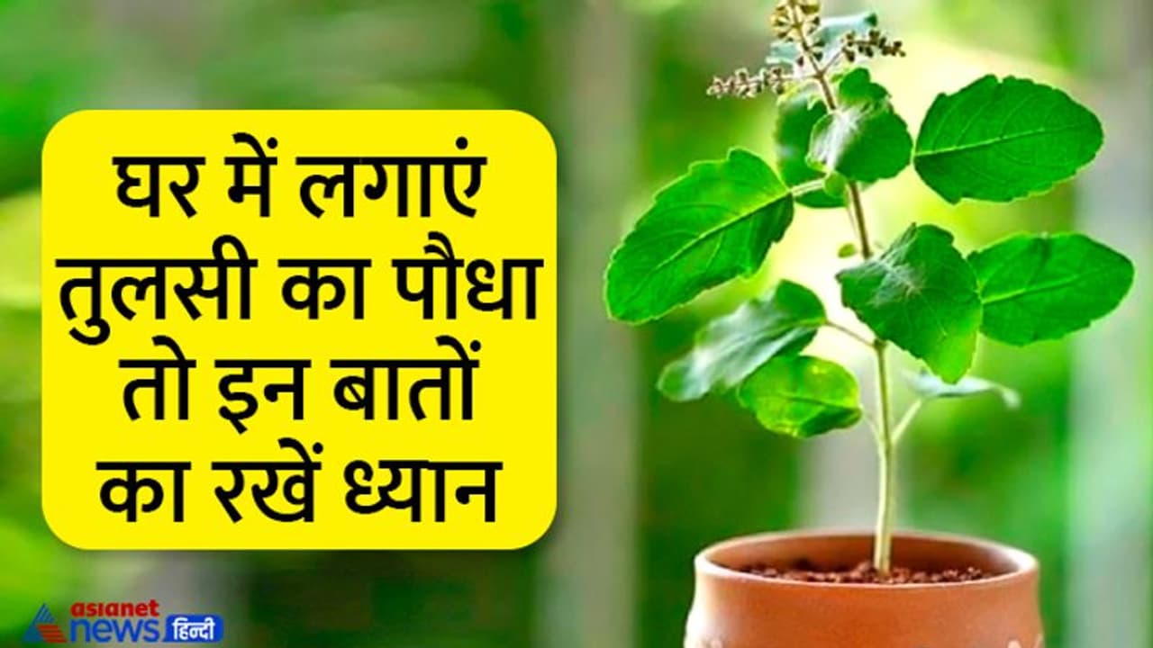 सुख समृद्धि का प्रतीक है तुलसी का पौधा, ये बार बार सूखने लगे तो समझिए होने वाली है कोई अनहोनी