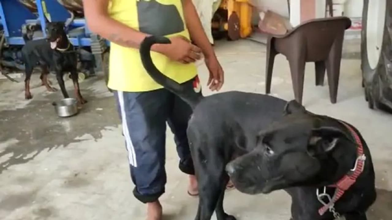 सिद्धू मूसेवाला के डॉग शेरु बघीरा ने छोड़ा खाना पीना, बेजुबान भी मायूस...देखिए भावुक कर देने वाला ये वीडियो