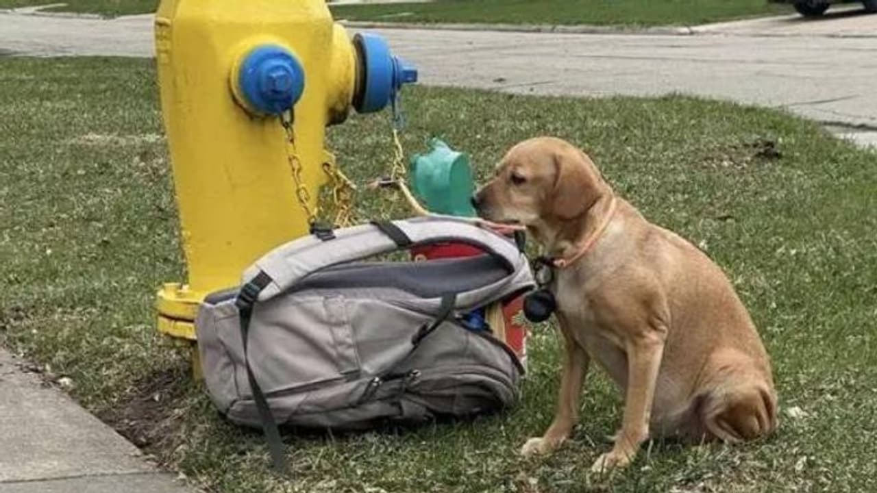 നായക്കുഞ്ഞിനെ വഴിയിലുപേക്ഷിച്ച് ഉടമ, ഒപ്പം കളിപ്പാട്ടങ്ങളടങ്ങിയ ബാ​ഗും ഒരു കുറിപ്പും... 