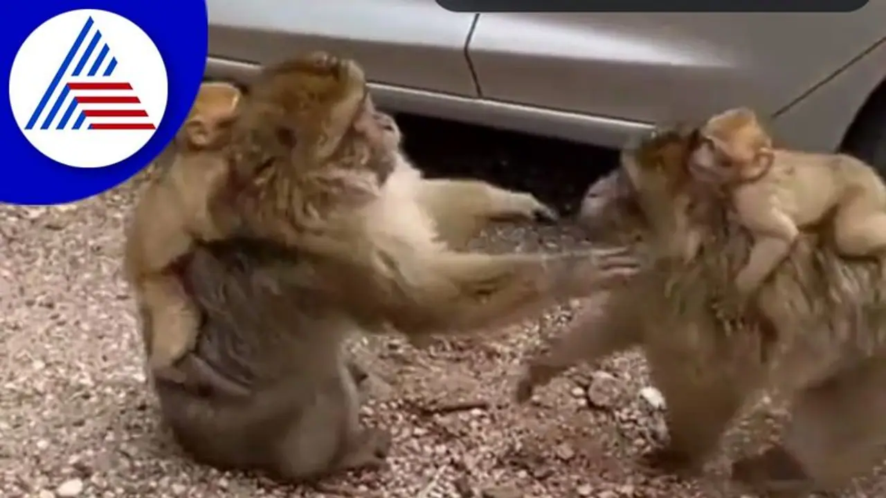 ತಾಯಿಯರಿಬ್ಬರ ಅಪೂರ್ವ ಸಮ್ಮಿಲನ... ಮನುಷ್ಯರಲ್ಲೂ ಇಲ್ಲದ ಅನುಬಂಧವಿದು: ವಿಡಿಯೋ