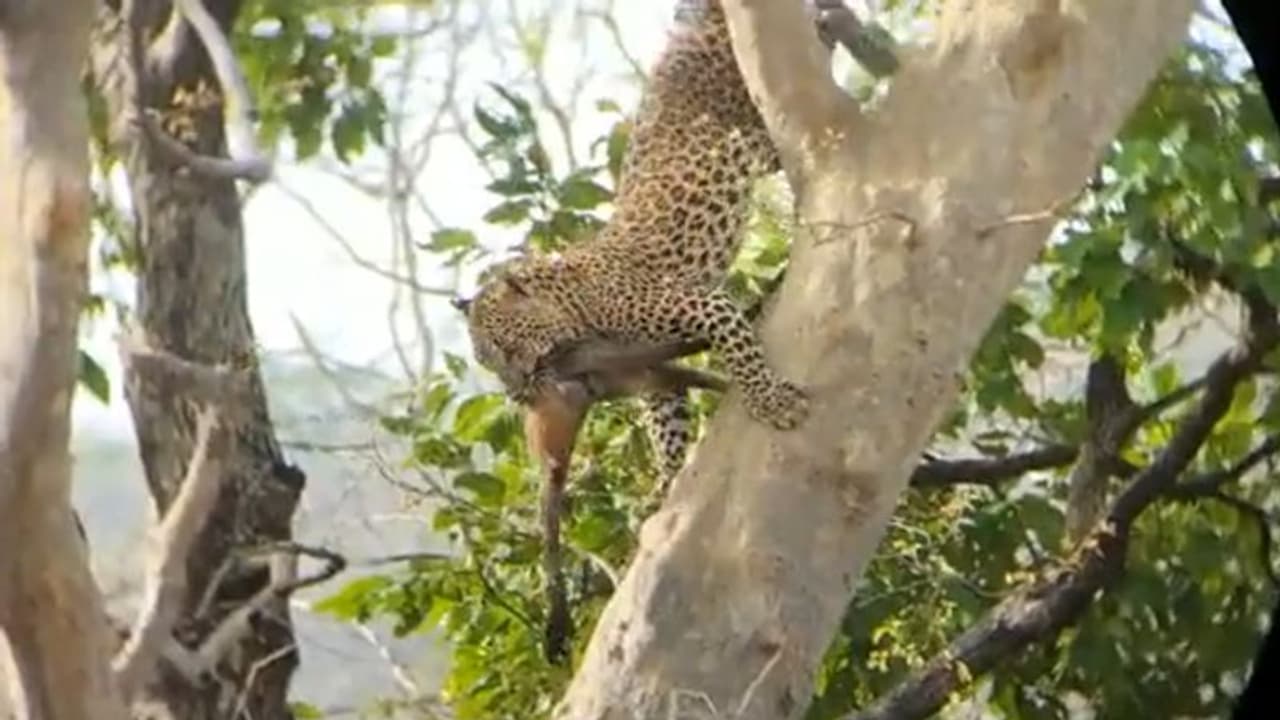 Leopard climbs tree to hunt monkey at MP’s Panna tiger reserve; rare video goes viral