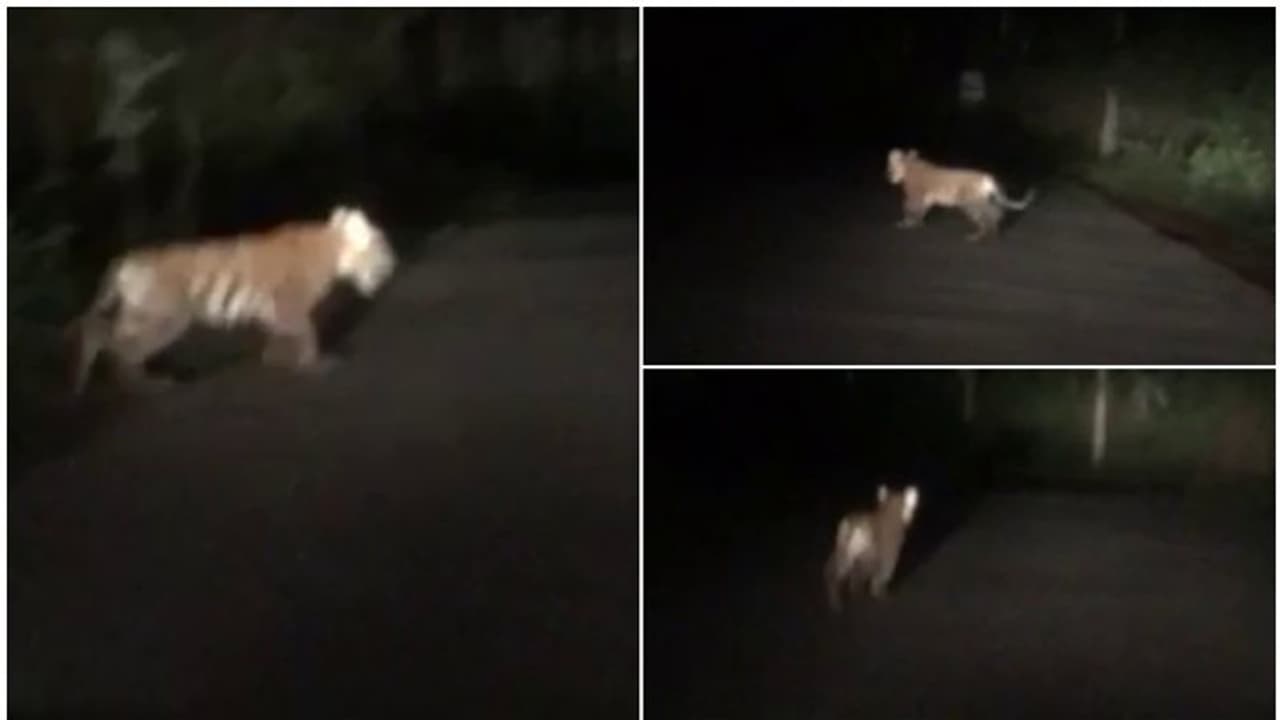 സുല്ത്താന്ബത്തേരിയിലേത് ഭീതിയാത്ര; ഭയപ്പെടുത്തും ചിത്രങ്ങൾ, കടുവകള് ഏത് സമയവും റോഡിലെത്താം സുല്ത്താന്ബത്തേരിയിലേത് ഭീതിയാത്ര; ഭയപ്പെടുത്തും ചിത്രങ്ങൾ, കടുവകള് ഏത് സമയവും റോഡിലെത്താം