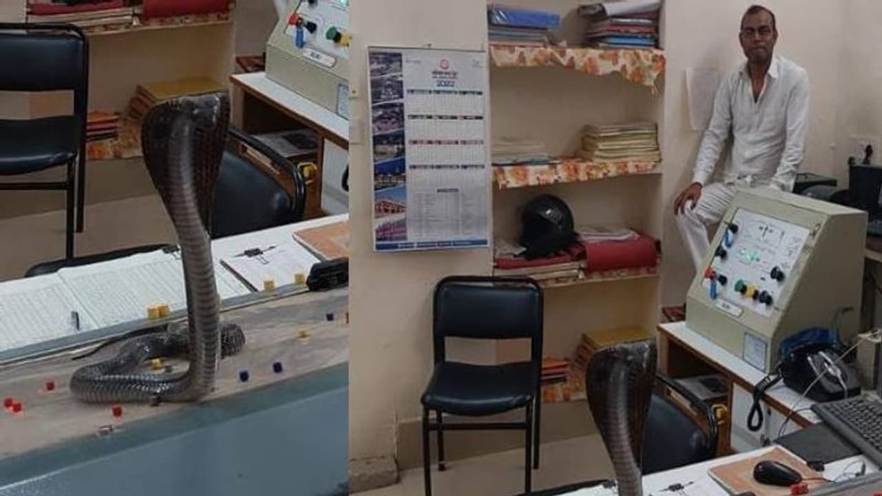 റെയിൽവേ ഉദ്യോഗസ്ഥന്റെ ടേബിളിൽ പത്തി വിടർത്തി ഒരു മൂർഖൻ പാമ്പ്! റെയിൽവേ ഉദ്യോഗസ്ഥന്റെ ടേബിളിൽ പത്തി വിടർത്തി ഒരു മൂർഖൻ പാമ്പ്!