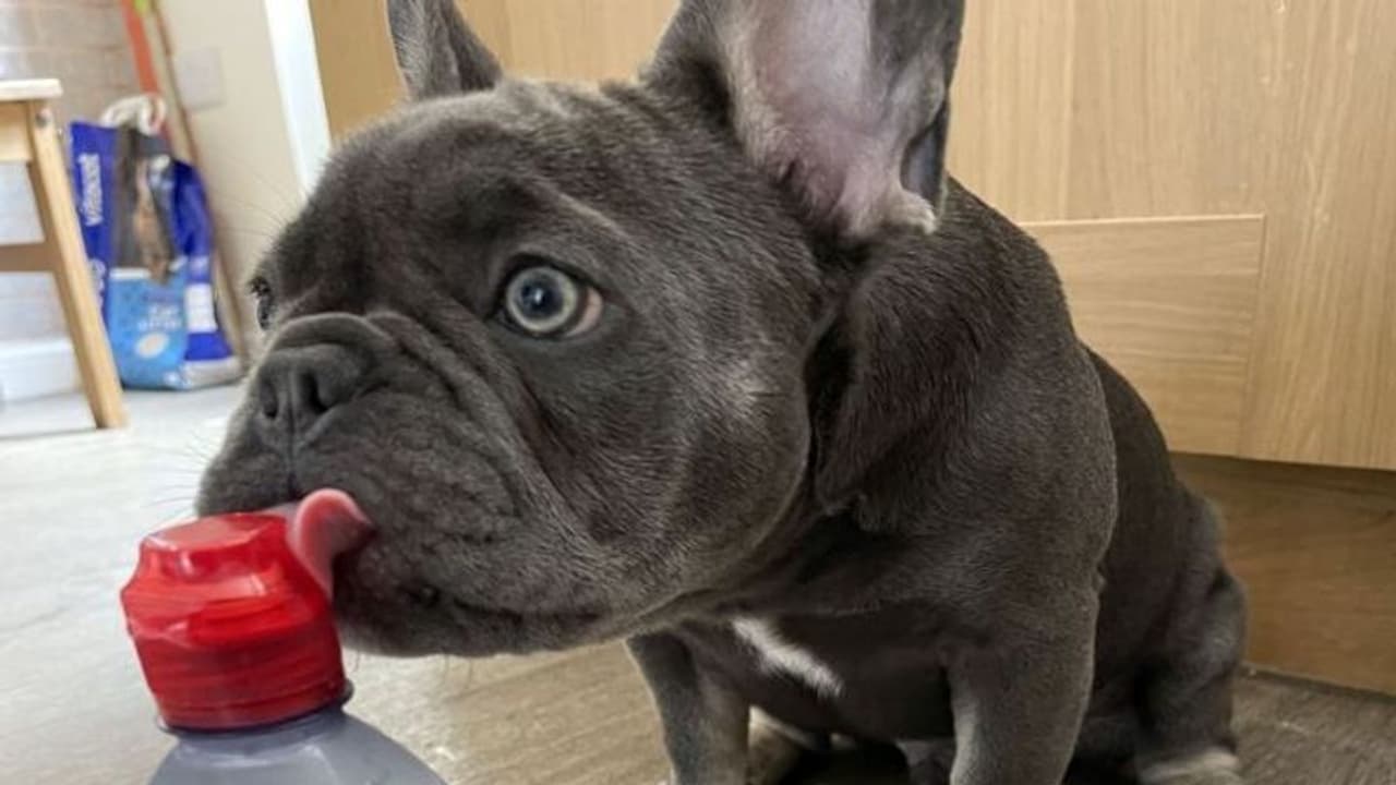 पिछले जन्म में राजा रहा होगा यह नखरेबाज कुत्ता! डिमांड हाई फाई, सबकुछ इंपोर्टेड चाहिए, लोकल तो देखता भी नहीं पिछले जन्म में राजा रहा होगा यह नखरेबाज कुत्ता! डिमांड हाई फाई, सबकुछ इंपोर्टेड चाहिए, लोकल तो देखता भी नहीं