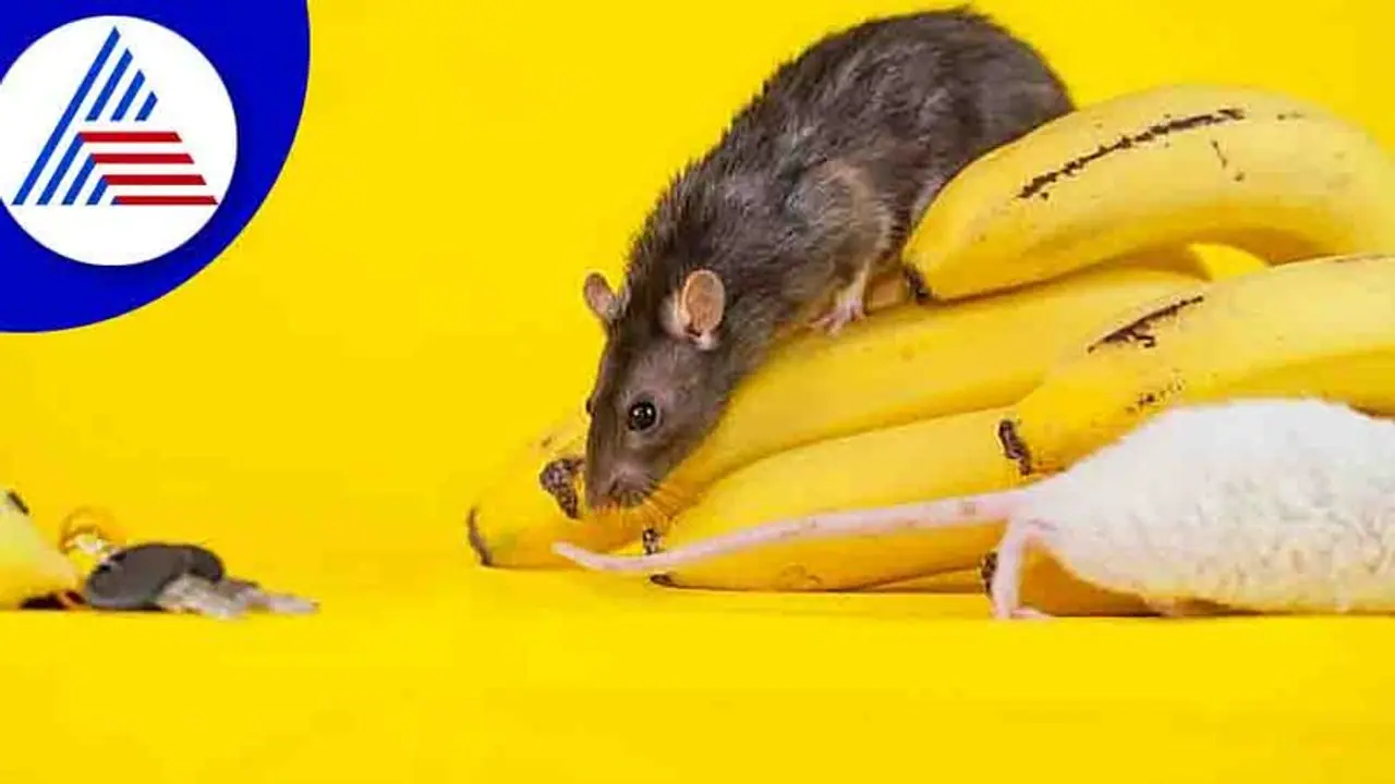 ಮನೇಲಿ ಇಲಿ ಕಾಟ ಸಹಿಸೋಕಾಗ್ತಿಲ್ವಾ ? ಮೂಷಿಕದಿಂದ ಮುಕ್ತಿ ಪಡೆಯೋಕೆ ಇಲ್ಲಿದೆ ಸುಲಭ ಉಪಾಯ