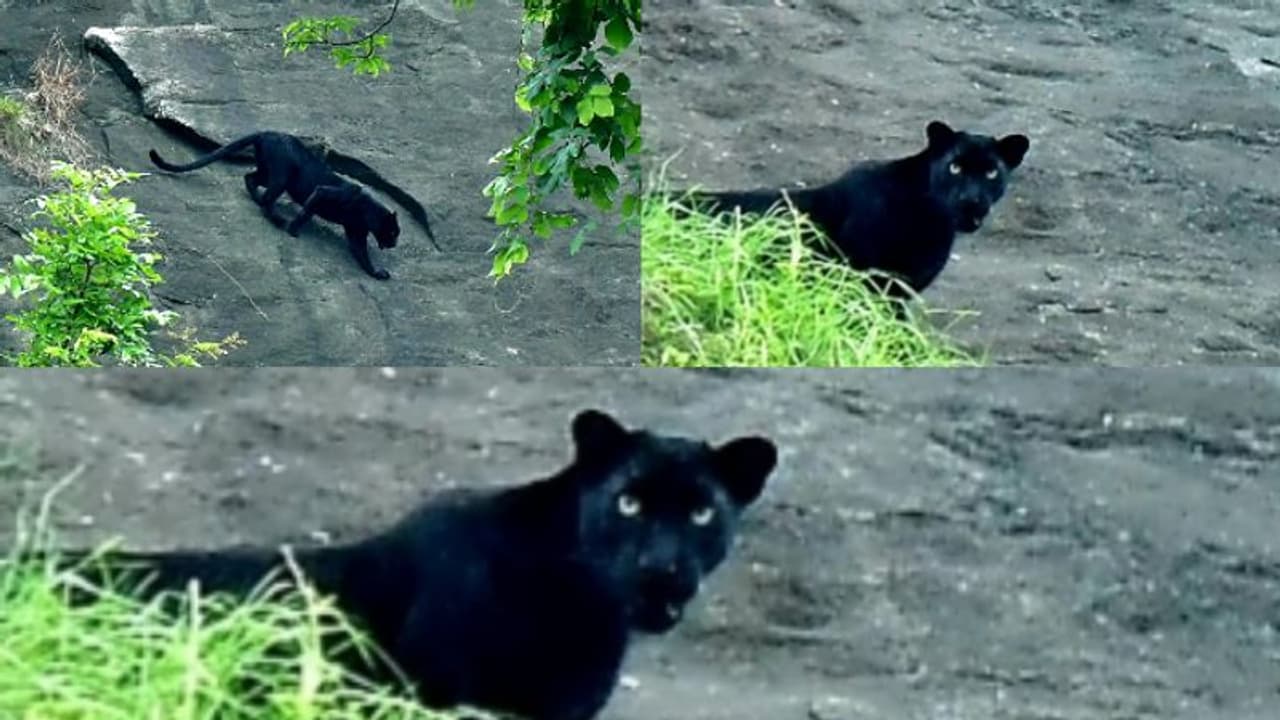 മലമ്പുഴ കവയിൽ കരിമ്പുലിയെ കണ്ടു മലമ്പുഴ കവയിൽ കരിമ്പുലിയെ കണ്ടു