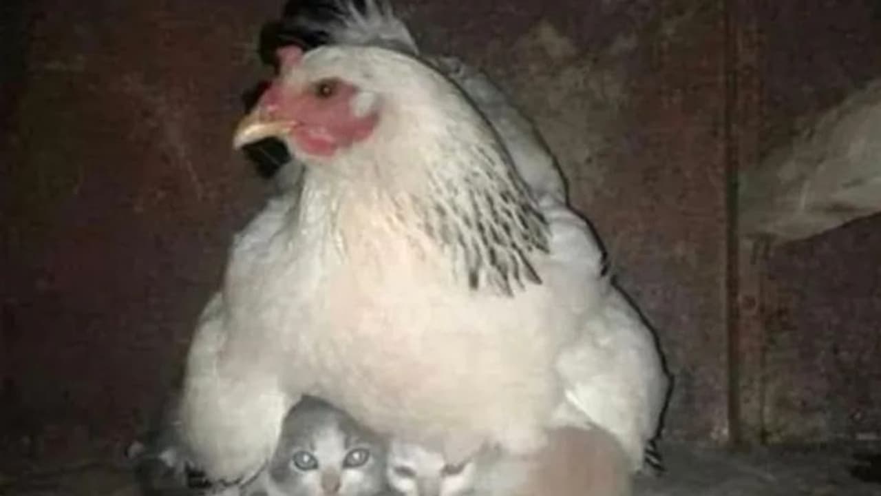 ಬೆಕ್ಕಿನ ಮರಿಗಳಿಗೆ ತನ್ನ ರೆಕ್ಕೆಗಳಡಿ ಜಾಗ ಕೊಟ್ಟ ಕೋಳಿ: ಫೋಟೋ ವೈರಲ್