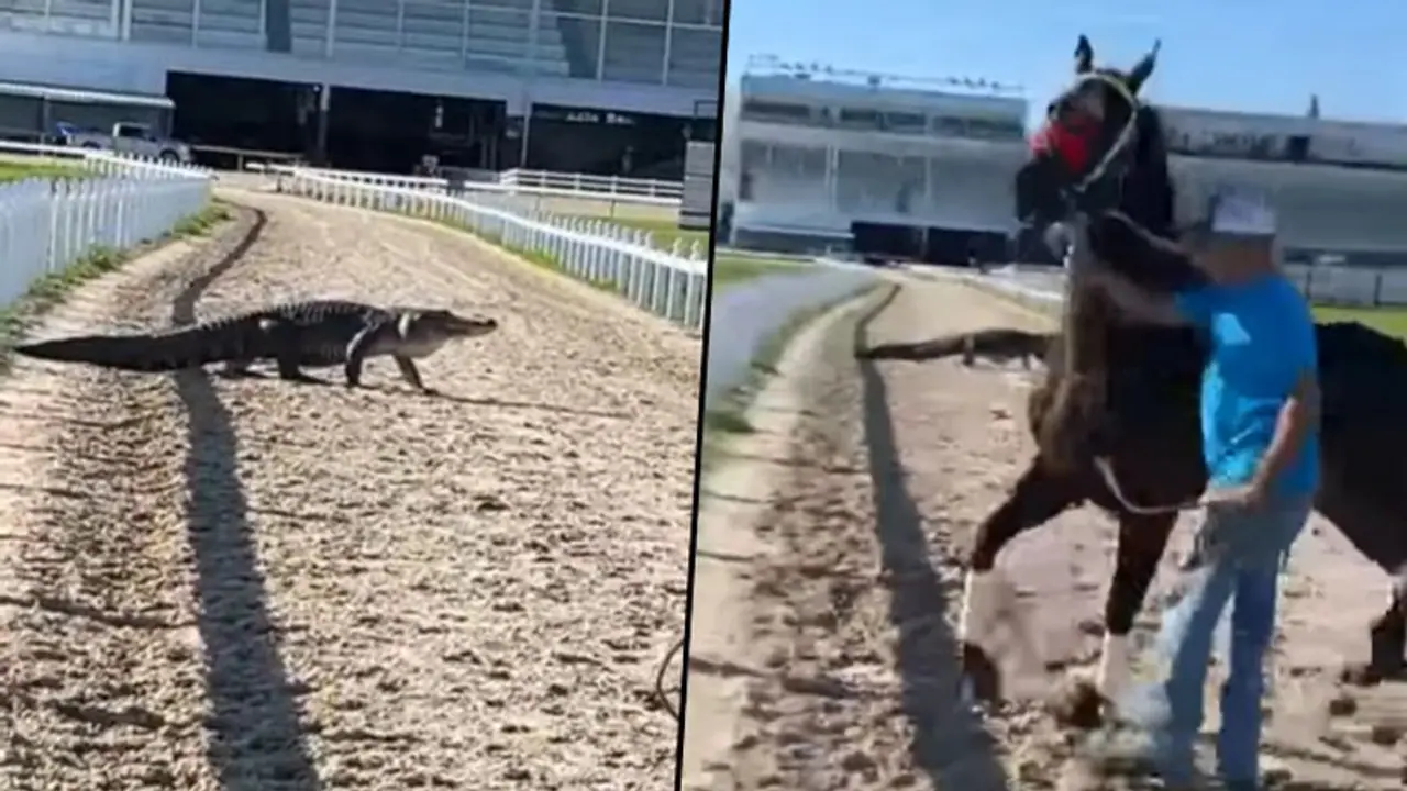 Alligator spotted on racetrack, leaving a horse petrified; watch the horrifying moment Alligator spotted on racetrack, leaving a horse petrified; watch the horrifying moment