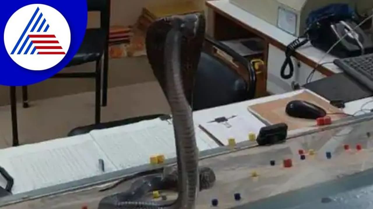 ರೈಲ್ವೆ ಕಚೇರಿಯ ಮೇಜಿನ ಮೇಲೇರಿ ಬಾಸ್‌ನಂತೆ ಹೆಡೆಬಿಚ್ಚಿ ಕುಳಿತ ನಾಗರಹಾವು 