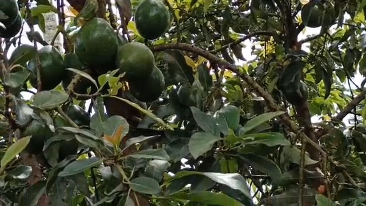 Avocado: വയനാട്ടില്‍ വെണ്ണപ്പഴമാണ് താരം; വില ഉയരുന്നതില്‍ കര്‍ഷകര്‍ക്ക് പ്രതീക്ഷ