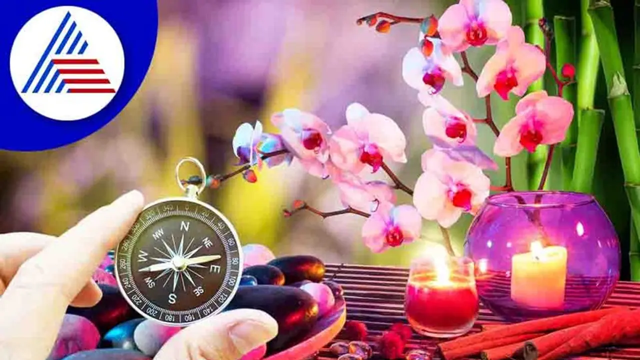 ಈ ಗಿಡ ಮನೆಯಲ್ಲಿದ್ದರೆ ಸಂಪತ್ತು ತುಂಬಿರುತ್ತೆ!