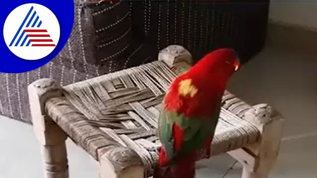 ಮಕ್ಕಳಂತೆ ಮಮ್ಮಿ ಟೀ ಕೊಡು ಅಂತ ಕೇಳೋ ಗಿಣಿ: ವಿಡಿಯೋ ವೈರಲ್‌